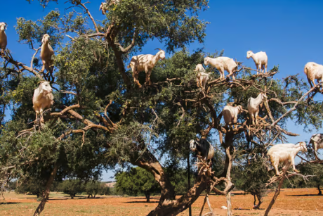2-Day Tour from Marrakech to Agadir Atlantic Coast & Argan Country